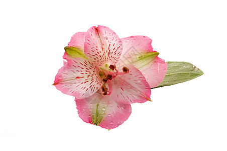 阿尔斯特罗列宏观花瓣绿色花头色彩白色植物生长粉色紫色图片