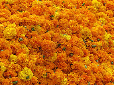 军事背景花朵黄色橙子植物群背景图片