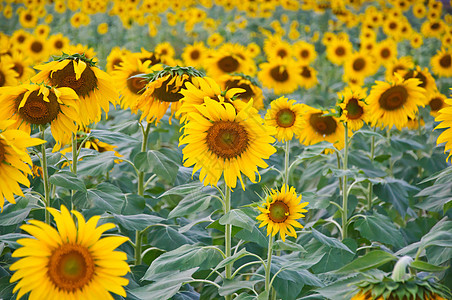 向日葵农场园艺太阳阳光花瓣植物黄色花园植物群绿色花粉图片