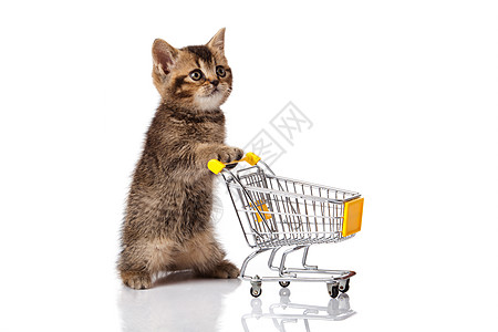 英国猫与购物车隔离在白色上 小猫蛋白图片