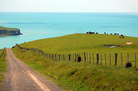 农场围栏后面的石块路和奶牛图片