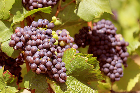 一群葡萄葡萄叶藤蔓农业食物发酵贸易侍酒师白色葡萄园柚子图片
