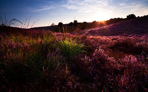 山上日落 有开花的异教徒阳光植物群荒野风景紫色天空粉色草地场地太阳图片