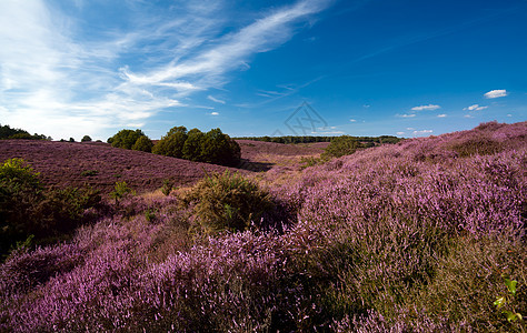 山上的花朵场地植物群蓝色荒野粉色爬坡草地旅行风景紫色图片