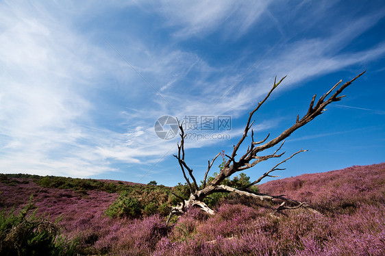 草原上的干枯树云景季节风景天空木头绿色蓝色季节性爬坡紫色图片
