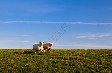 两只绵羊在天上图片
