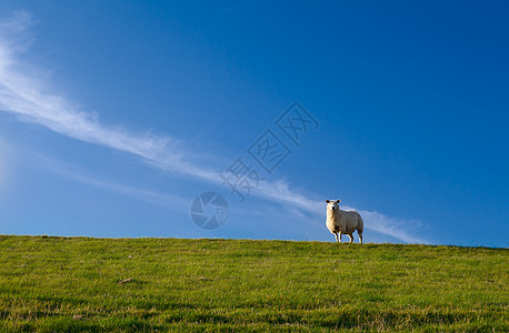 蓝天上可爱的羊图片