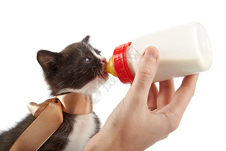 用小瓶子喂一只小猫尾巴晶须脊椎动物乐趣农场爪子猫科好奇心生活动物图片
