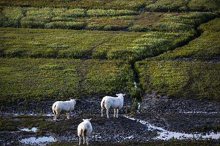 牧场上荷兰绵羊绿色小路动物场地农田农村乡村农场图片