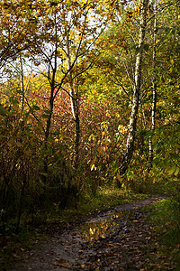 秋天的野生森林图片