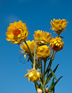 蓝色天空背景的澳大利亚黄色黄纸菊花图片