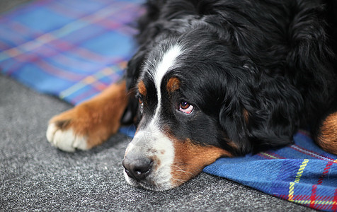 圣伯纳狗黑色鼻子犬类宠物毛皮棕色眼睛友谊猎犬哺乳动物图片