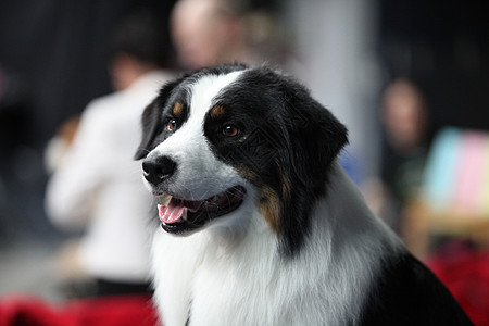 圣伯纳狗哺乳动物宠物棕色黑色猎犬毛皮鼻子友谊犬类眼睛图片