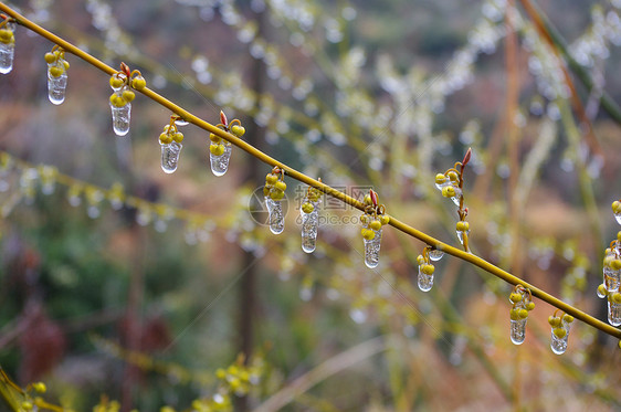 在中国南部冬天下雨后 在水果上采冰悬崖仙境天空地貌杂草草地热带菊花山麓昆虫图片