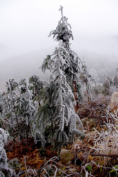 雪后松树热带仙境昆虫天空旗帜阳台阳光山脊太阳竹子图片