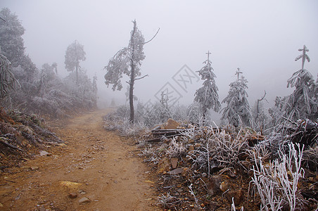 雪后松树热带山脉草原岩溶仙境植物旗帜山脊树木昆虫图片