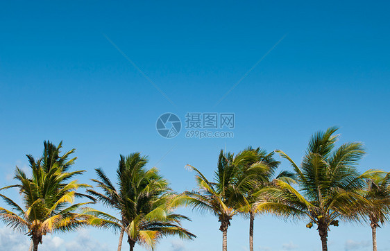 棕榈树旅游叶子天堂天空树木旅行晴天蓝色热带太阳图片