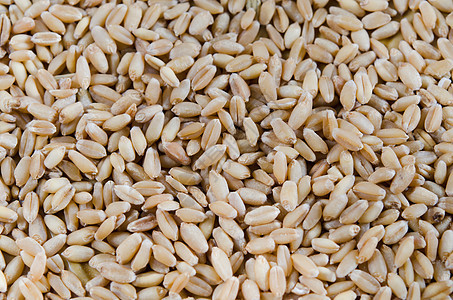 小麦谷物种子植物粮食食物图片
