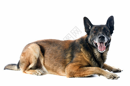 马里牧羊犬棕色工作室犬类动物警犬背景图片