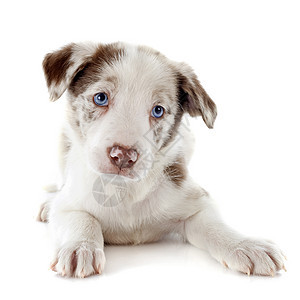 小小狗 collie小狗牧羊犬眼睛动物白色蓝色犬类宠物棕色图片