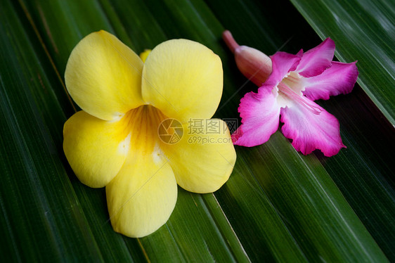 绿叶上的花朵喇叭阳光粉色热带黄色植物花园香味雨滴叶子图片