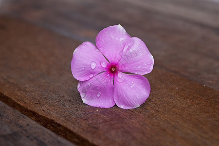 紫色双春花花图片