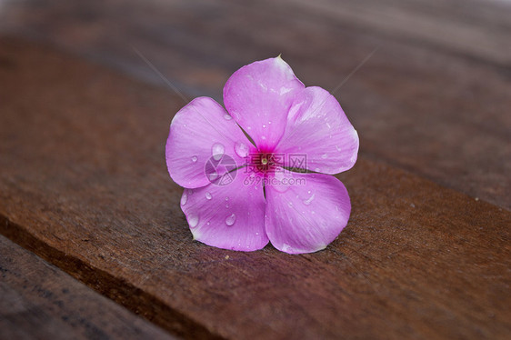 紫色双春花花图片