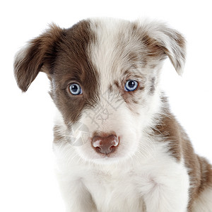小小狗边框 collie动物棕色蓝色眼睛宠物白色牧羊犬小狗犬类图片