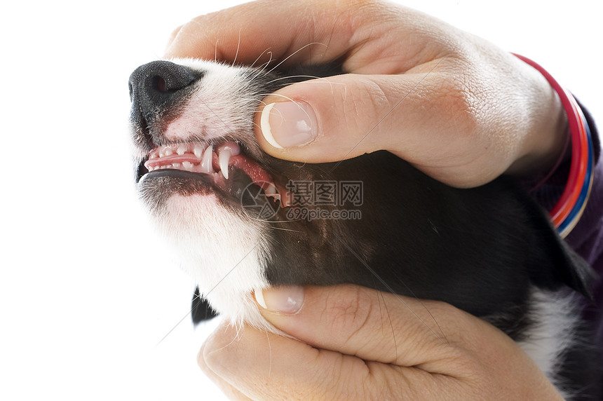 显示牙齿口腔卫生狗牙诊所小狗动物检查兽医鞑靼牙科图片