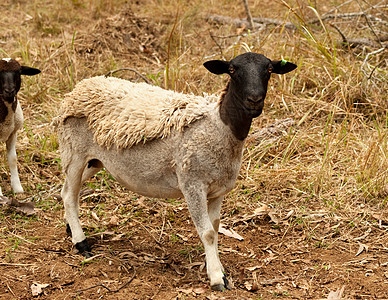 黑头鹿羊活动物图片