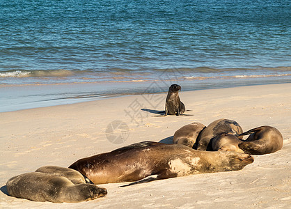 海滩上的小小海豹等荒野海岸少年海狮天堂小狗假期生态海狗岩石图片