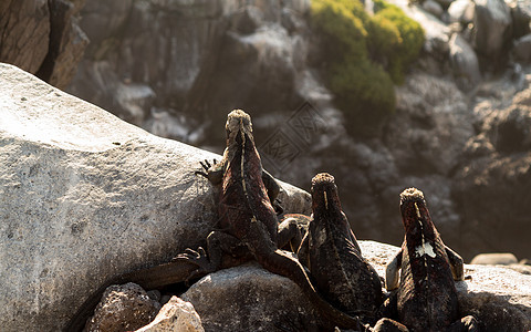 加拉帕戈斯火山岩上海洋蜥蜴岩石棕色爬虫动物保护口螈三重奏红色海岸线橙子图片