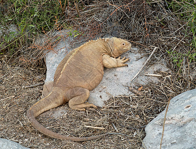 加拉帕戈斯岛屿干旱部分的海蜥鬣蜥蜥蜴棕色橙子尾巴山芋爬虫岩石图片