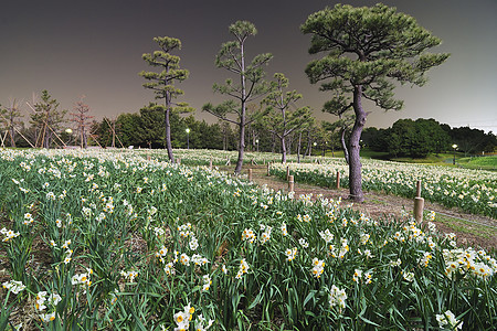 夜间公园栅栏水仙场地季节文化植物风景花园园景图片