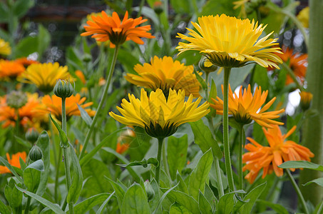 结婚植物种子草本植物足底戒指花黄色花园橙子花朵金盏花背景图片