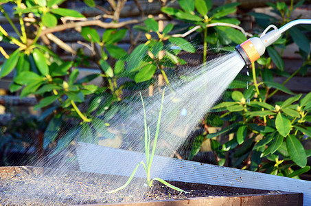 灌溉软管花园足底俚语蔬菜园艺环境背景图片