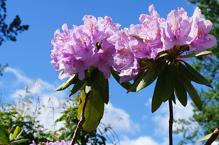 杜鹃衬套花瓣植物群灌木叶子植物学农村蓝色紫色艺术图片