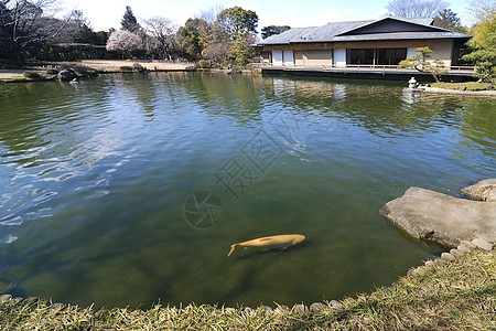 锌池塘风景公园鲤鱼窗户文化花园茶馆石头图片