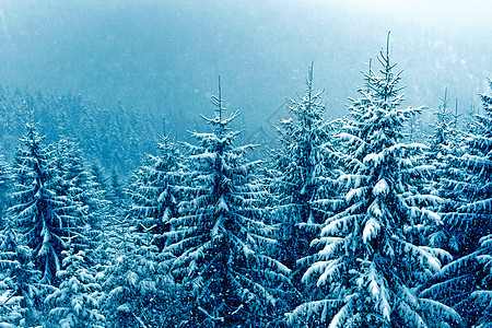 冬季森林白色植物季节蓝色图片