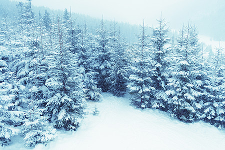 冬季森林植物季节蓝色白色图片