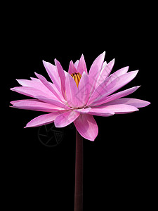 黑色上孤立的Lotus异国公园植物学情调池塘宗教花瓣热带宏观荷花图片