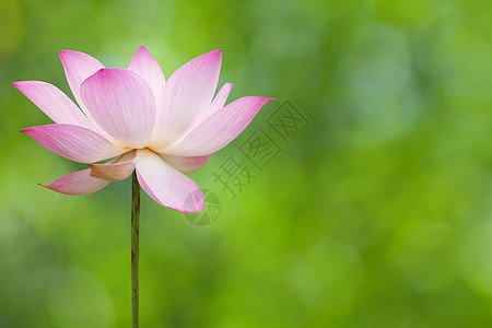 莲花花花瓣软垫情调灌木天空植物学百合风化蓝色异国图片