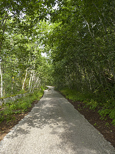 森林道路季节生态叶子晴天树木农村场景公园植物国家图片