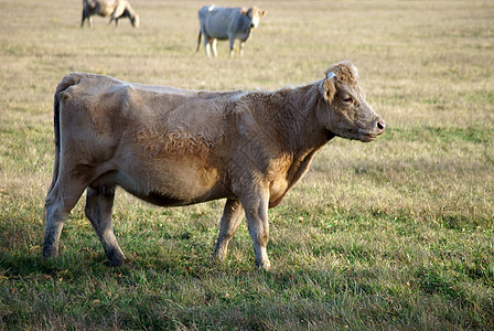 白奶牛动物群农场视图日光草地植物群中心视角腰带动物图片