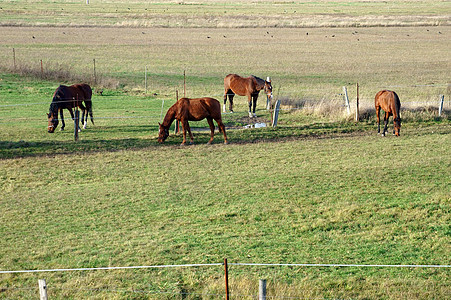 马在牧场上日光围栏栅栏腰带中心视角草地动物群农场植物群图片