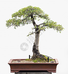 Bonsai 主图片