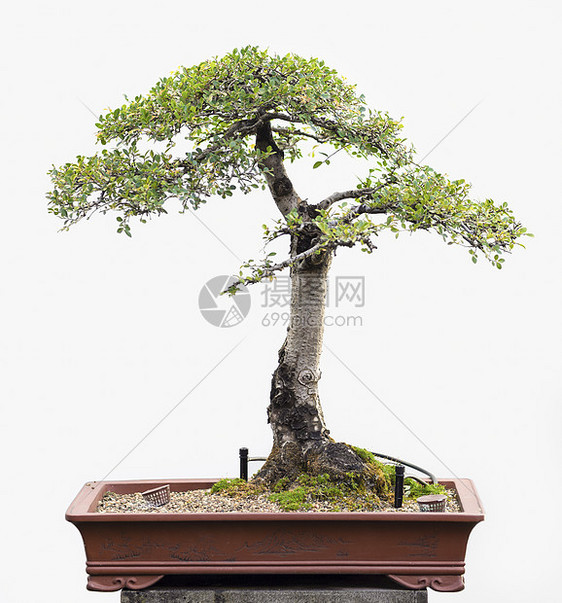 Bonsai 主图片