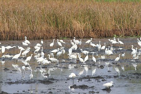 大灰色Ardea alba 又称大白色Egret Comm动物苍蝇野生动物动物群白斑鸟巢大道白鹭蛔虫图片