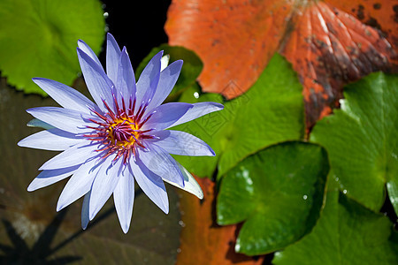蓝莲公园宏观百合绿色热带花朵蓝色叶子白色植物图片