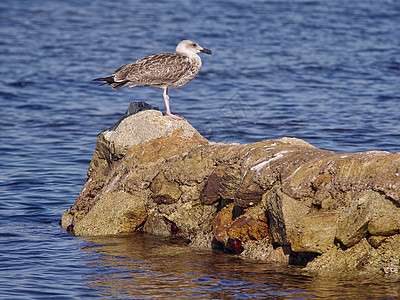 海鸥海鸟海滩优美自由野生动物翅膀蓝色生活支撑海洋图片